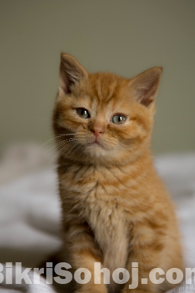 Pure Persian Cat